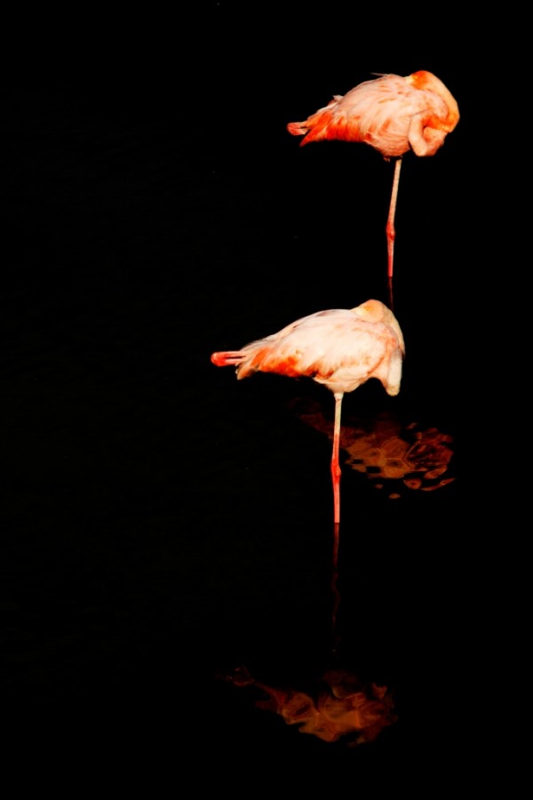 Chilean flamingo (Phoenicopterus chilensis) (Galapagos) 